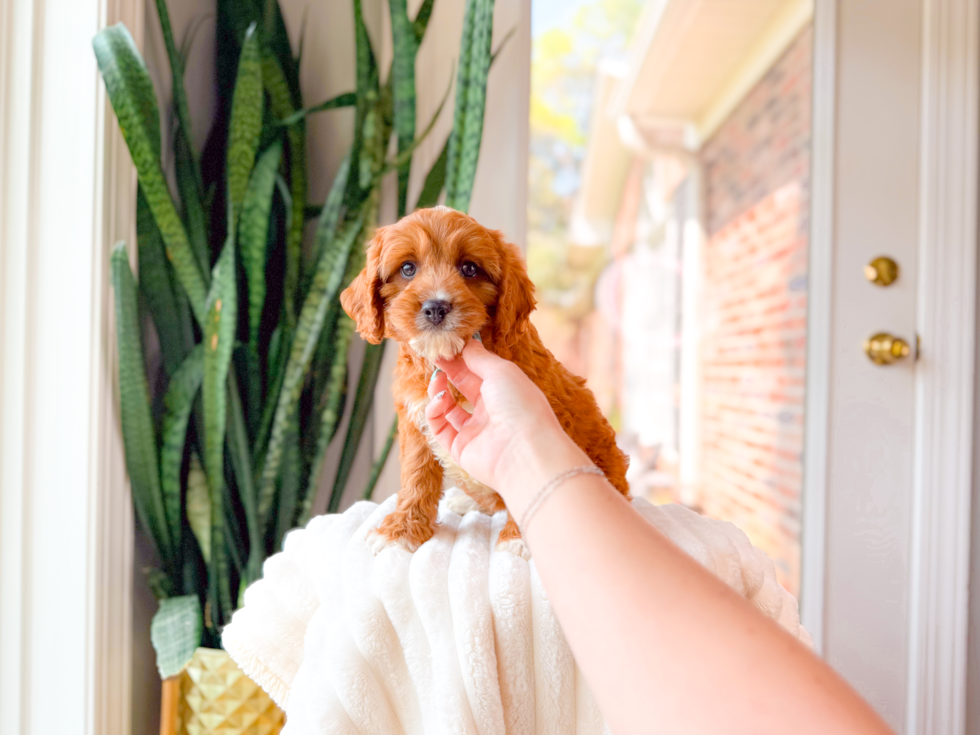 Cute Cavapoo Poodle Mix Pup