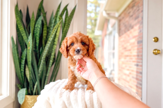 Cute Cavapoo Baby