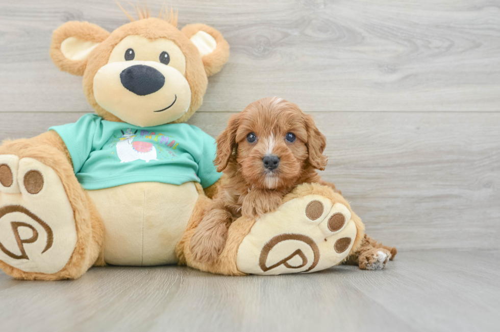 7 week old Cavapoo Puppy For Sale - Simply Southern Pups