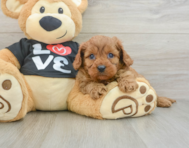 8 week old Cavapoo Puppy For Sale - Simply Southern Pups