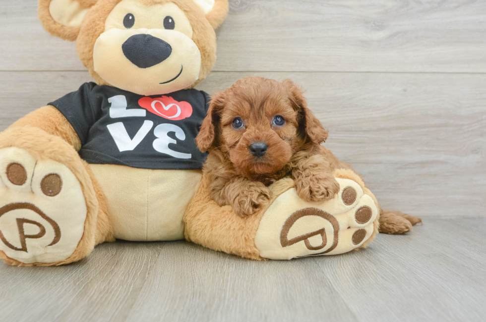6 week old Cavapoo Puppy For Sale - Simply Southern Pups