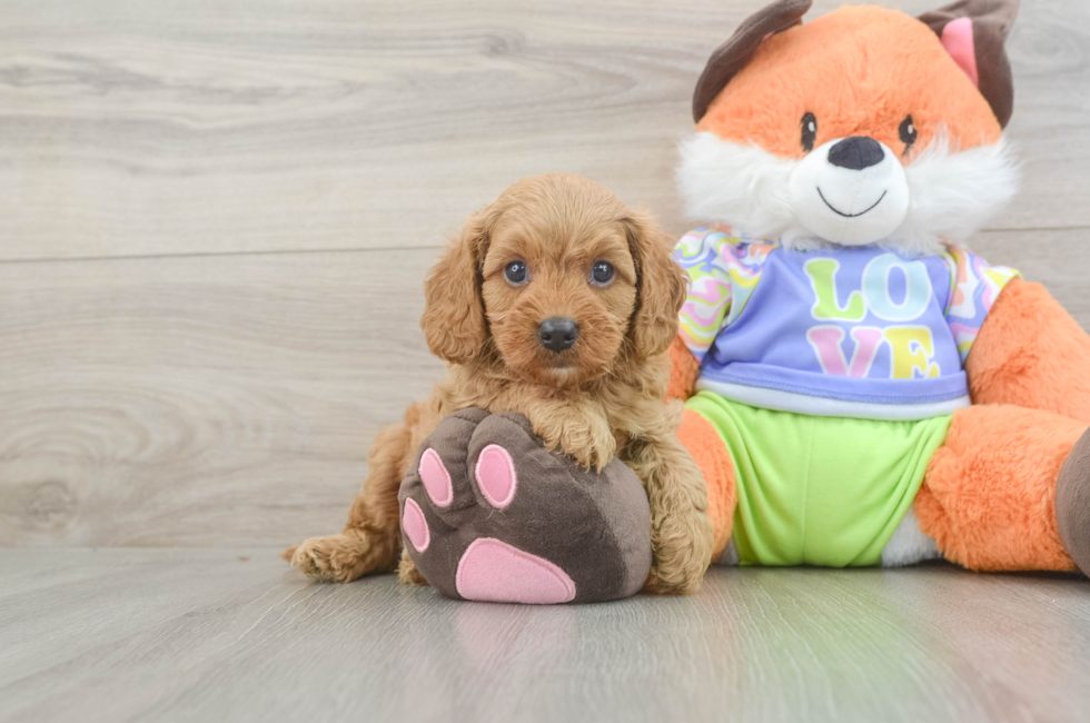 5 week old Cavapoo Puppy For Sale - Simply Southern Pups
