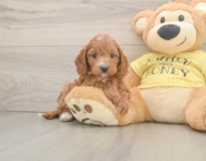 9 week old Cavapoo Puppy For Sale - Simply Southern Pups