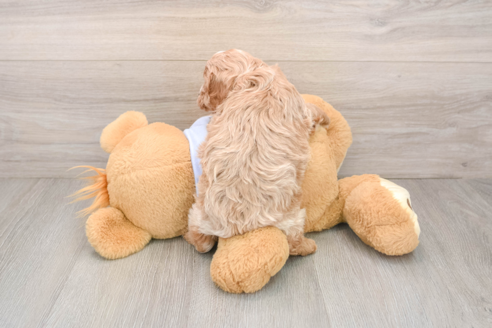 Hypoallergenic Cavadoodle Poodle Mix Puppy