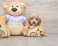 7 week old Cavapoo Puppy For Sale - Simply Southern Pups