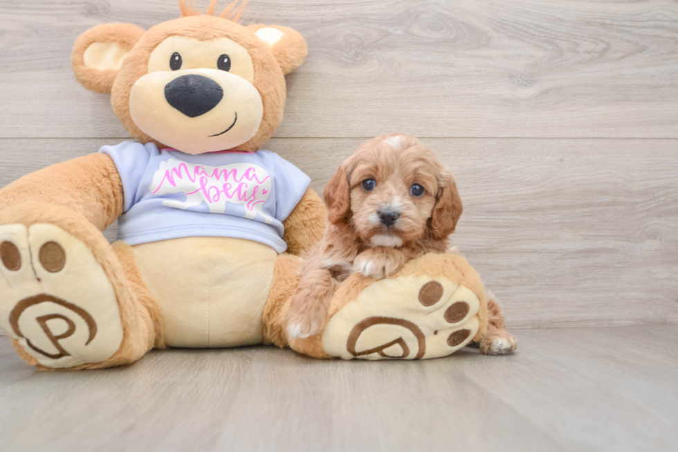 Cavapoo Pup Being Cute