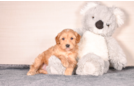 Cute Cavapoo Poodle Mix Pup