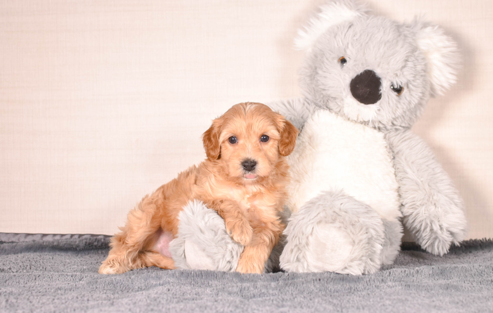 Cute Cavapoo Poodle Mix Pup