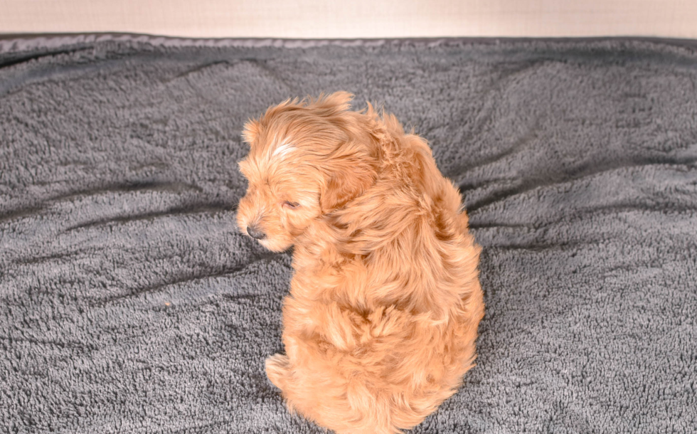 Best Cavapoo Baby
