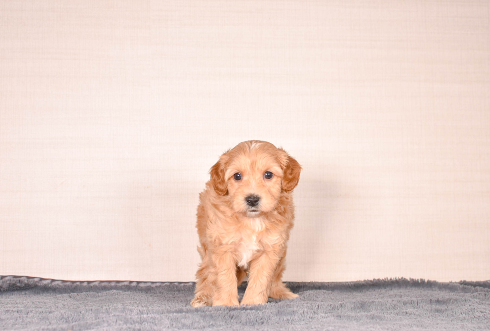 Cute Cavipoo Poodle Mix Puppy