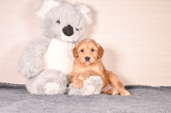 Cute Cavapoo Poodle Mix Pup