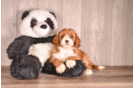 Cavapoo Puppy for Adoption