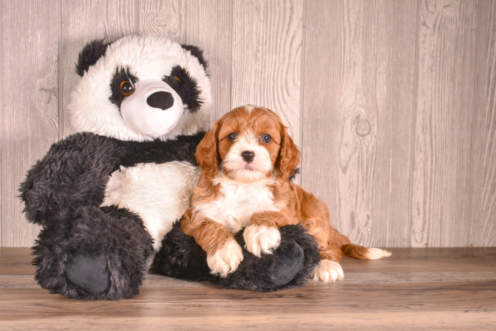 Cavapoo Puppy for Adoption