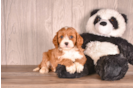 Cavapoo Puppy for Adoption