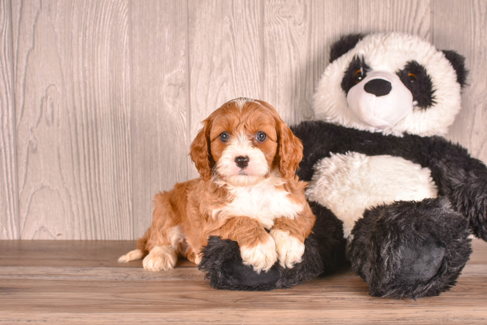 Cavapoo Puppy for Adoption