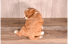 Cute Cavapoo Poodle Mix Pup