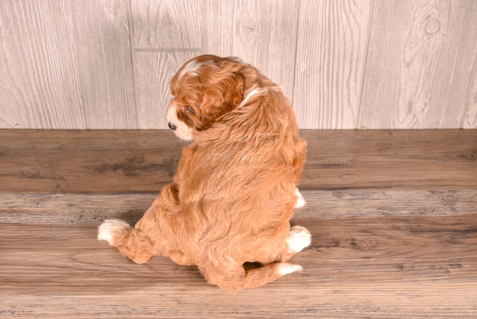 Cute Cavapoo Poodle Mix Pup