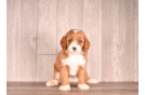 Cavapoo Pup Being Cute