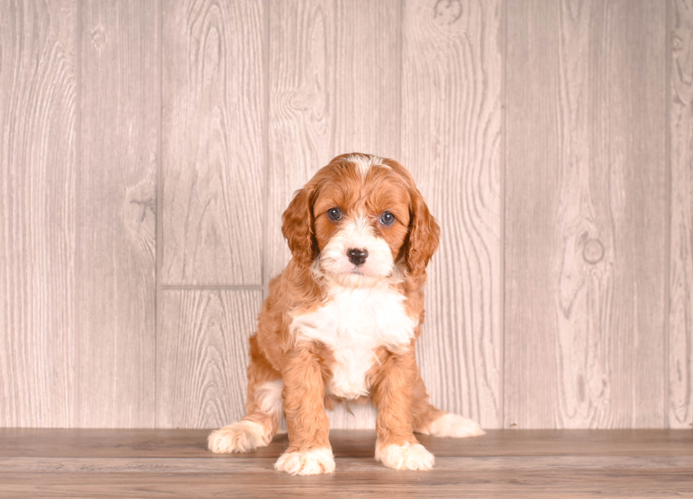 Cavapoo Pup Being Cute