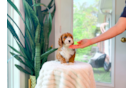 Cute Cavapoodle Poodle Mix Puppy