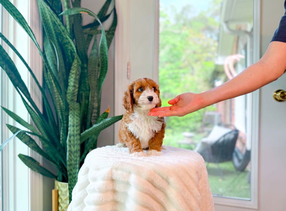 Cute Cavapoodle Poodle Mix Puppy