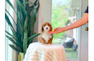 Cavapoo Puppy for Adoption