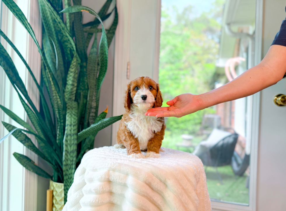 Cavapoo Puppy for Adoption