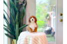 Cute Cavapoo Poodle Mix Pup