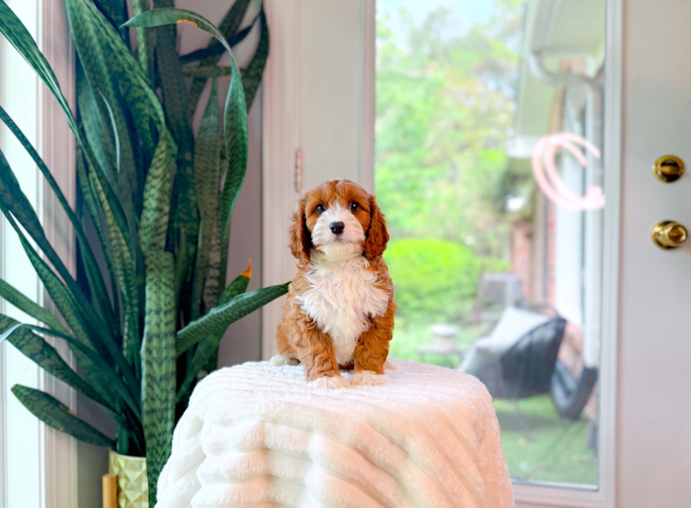 Cute Cavapoo Poodle Mix Pup