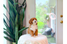 Cavapoo Pup Being Cute