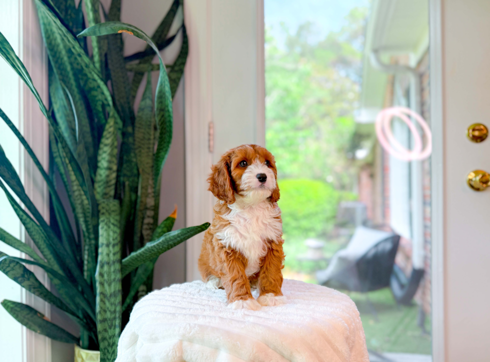 Cavapoo Pup Being Cute