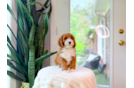 Best Cavapoo Baby