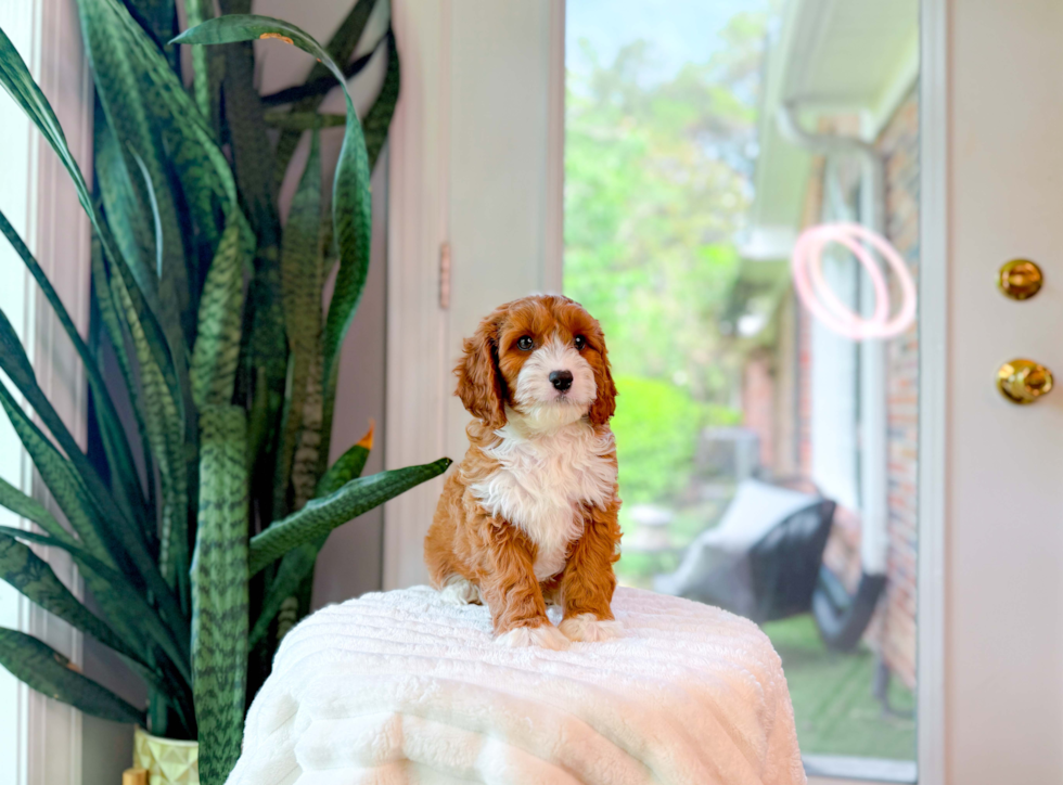 Best Cavapoo Baby