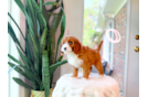 Cute Cavapoo Baby