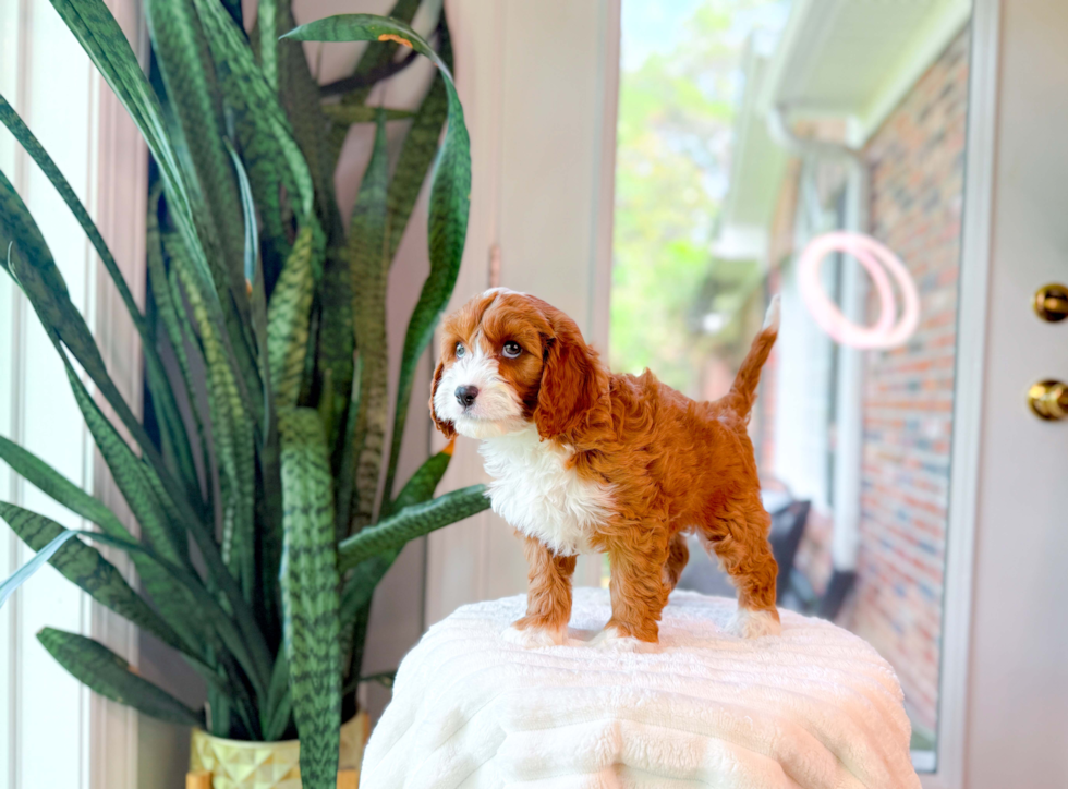 Cute Cavapoo Baby