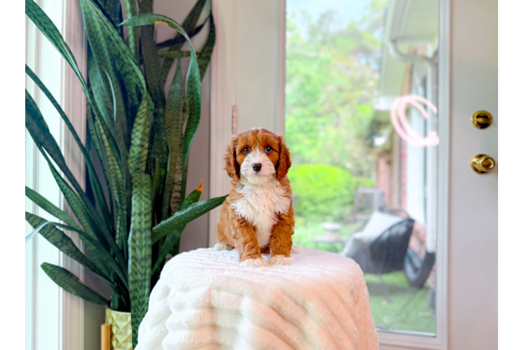 Cavapoo Pup Being Cute