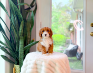 8 week old Cavapoo Puppy For Sale - Simply Southern Pups