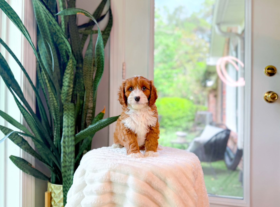 Cavapoo Pup Being Cute
