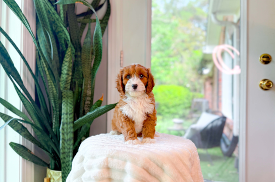 Cavapoo Pup Being Cute