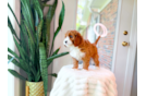Cute Cavapoo Poodle Mix Pup