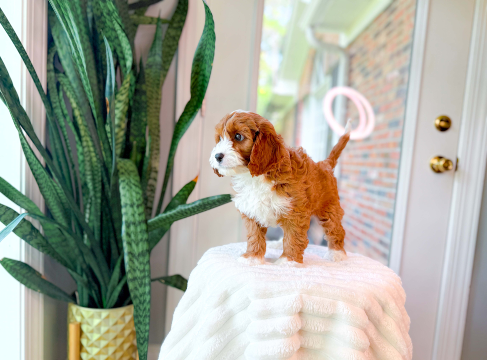 Cute Cavapoo Poodle Mix Pup