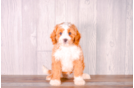 Best Cavapoo Baby