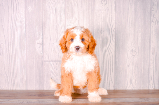 Best Cavapoo Baby