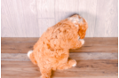 Cavapoo Puppy for Adoption