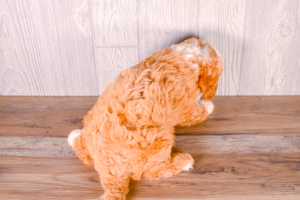 Cavapoo Puppy for Adoption