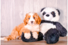 Cute Cavipoo Poodle Mix Puppy