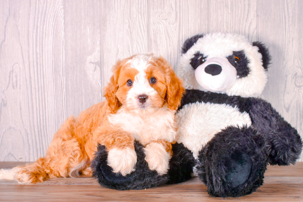 Cute Cavipoo Poodle Mix Puppy