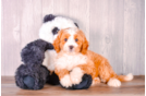 Best Cavapoo Baby