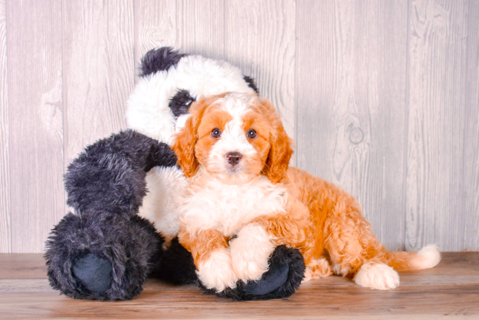Best Cavapoo Baby