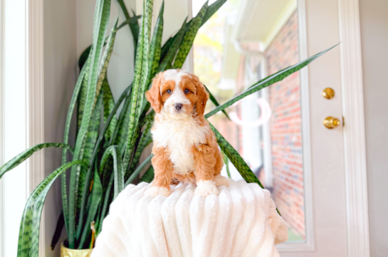 Cute Cavoodle Poodle Mix Puppy